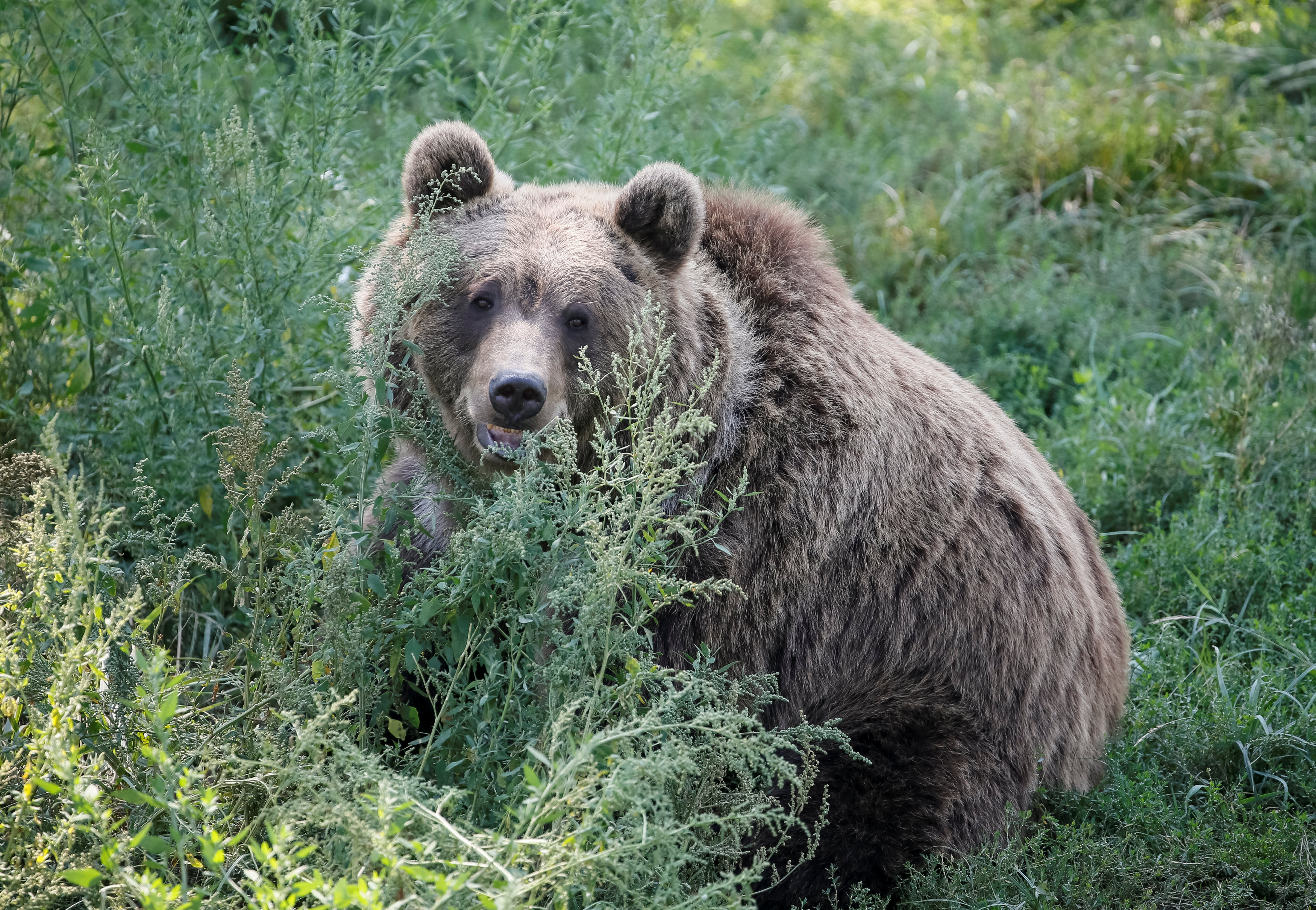 Бурый медведь. Фото: &copy;&nbsp;REUTERS/Gleb Garanich