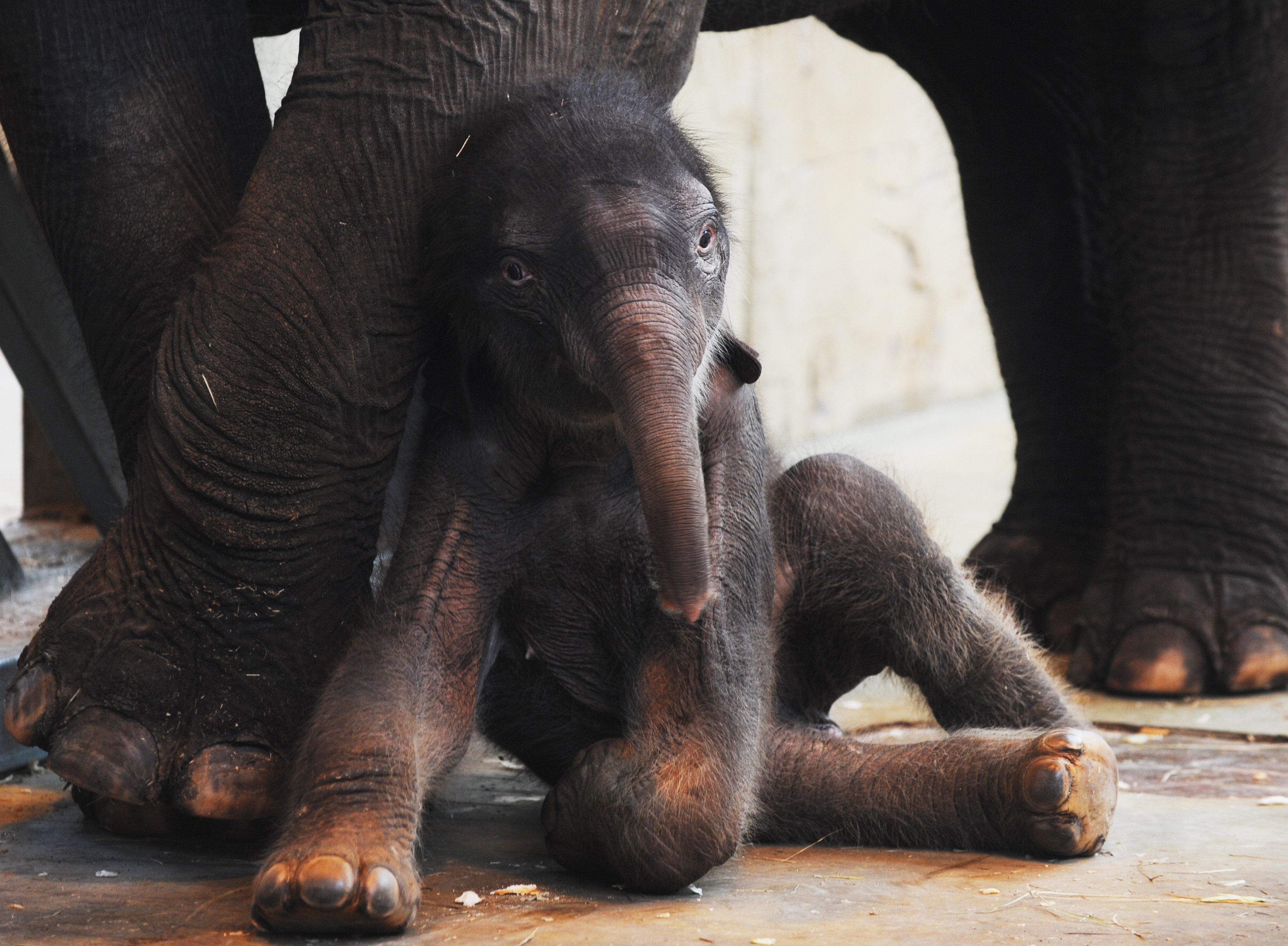 Слонёнок лежит возле ног своей мамы. Фото: &copy; РИА Новости/Сергей Пивоваров
