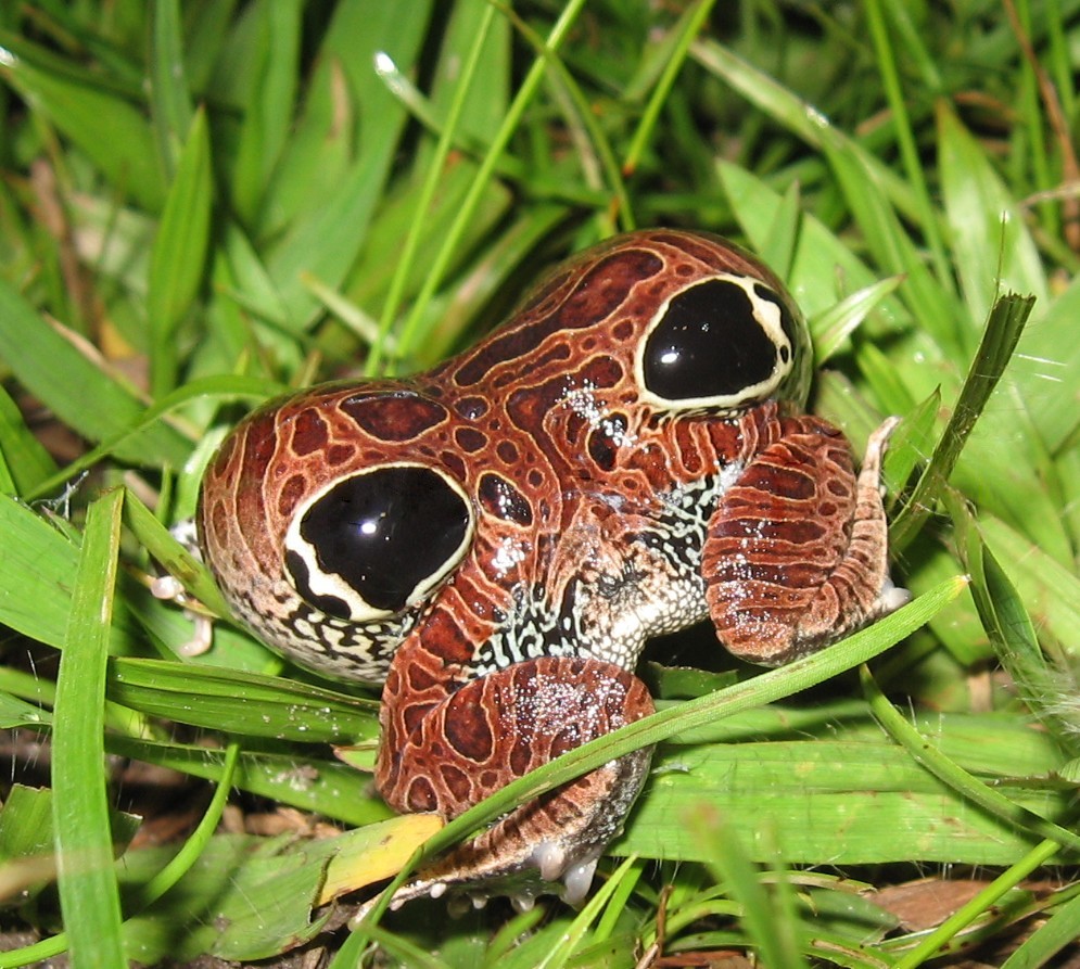 Данный вид жабы — типичный пример животного, встречающегося в бразильской саванне, но избегающего лесов. Фото © Wikimedia Commons/Felipe Gomes