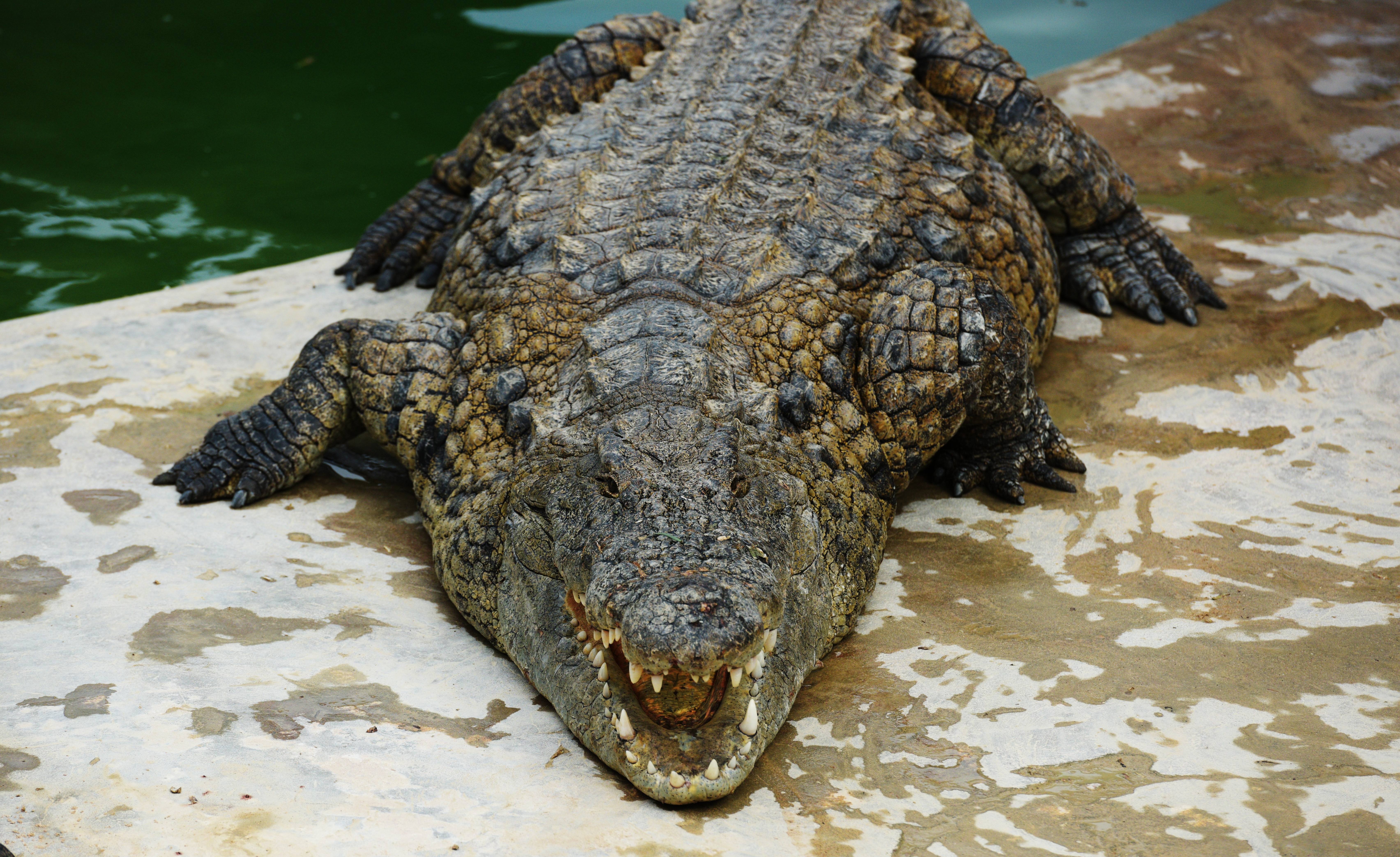 Крокодил. Фото: &copy; РИА Новости/Наталья Селиверстова