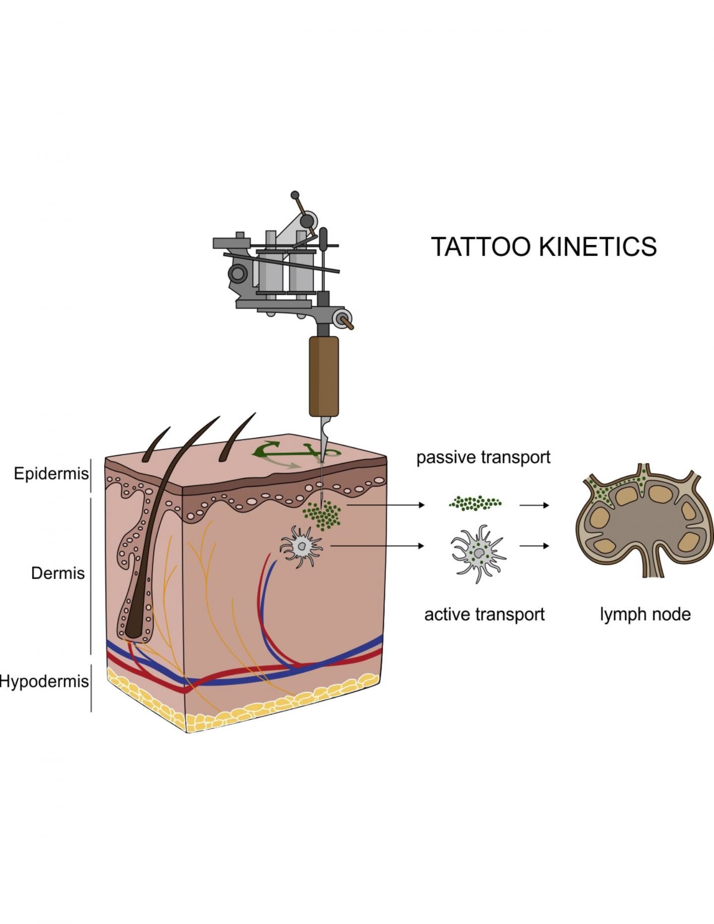 Фото © Christian Seim/American Association for the Advancement of Science (AAAS). Миграция наночастиц чернил для татуировок в лимфатические узлы.