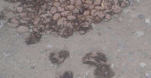 В Омске яму на дороге залатали картофелем