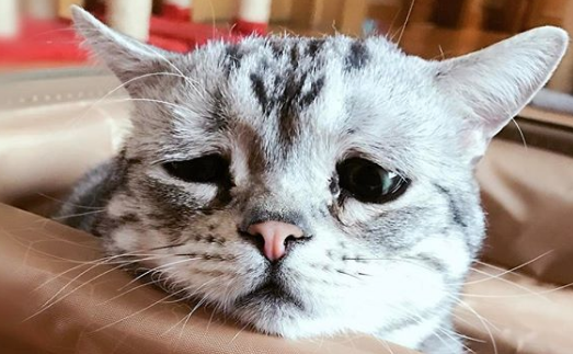 Если этот грустный кот не вызывает жалости — у вас нет сердца