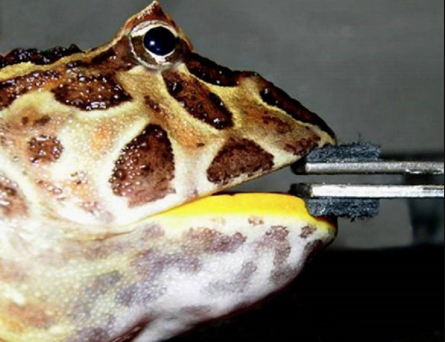 Лягушка&nbsp;Ceratophrys cranwelli, кусающая силовой преобразователь.&nbsp;Фото &copy; Phys.org / Robyn Mills