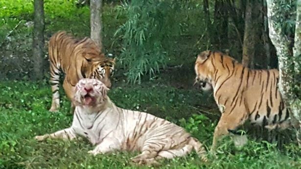 Скриншот видео Rare White Tiger savagely killed by Pack of Bengal Cats