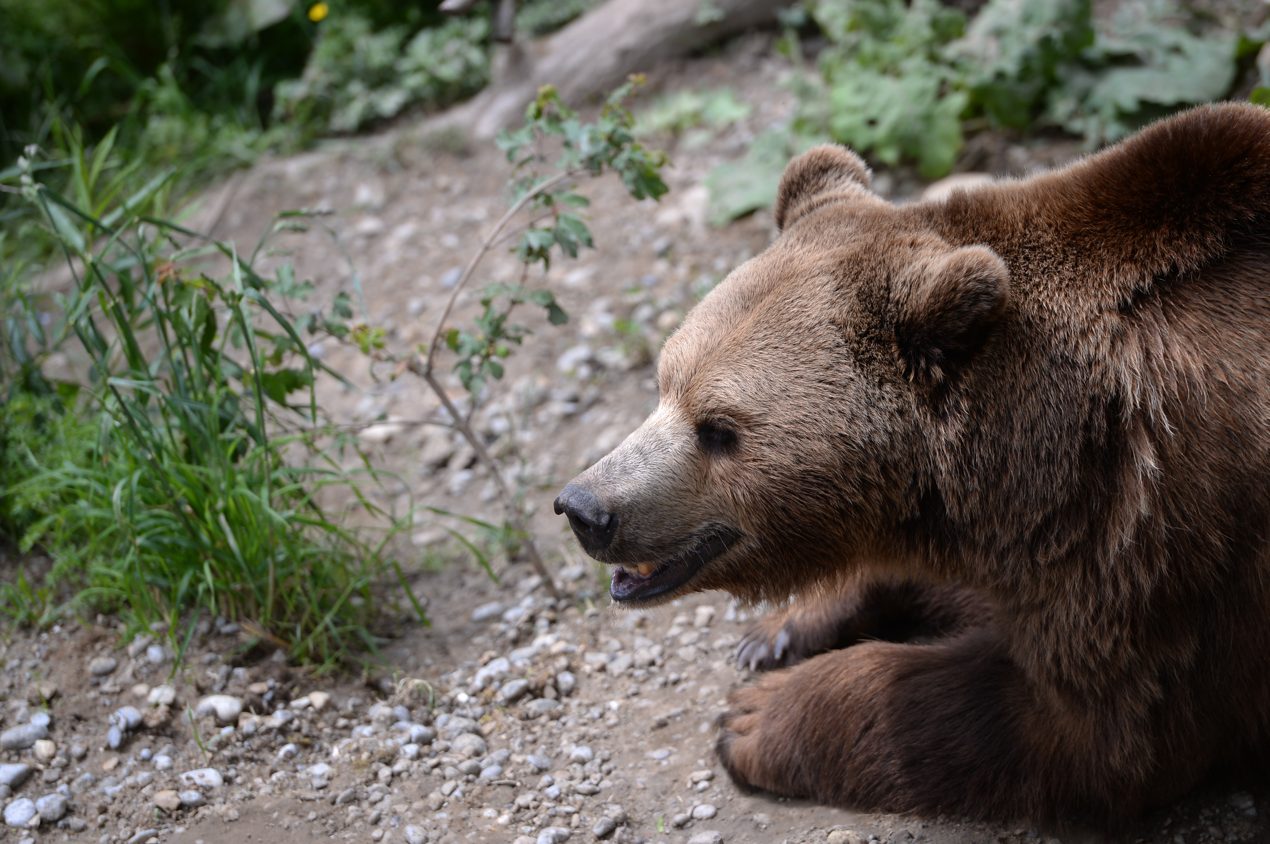 Дикий медведь насмерть задрал шестилетнего мальчика на Таймыре