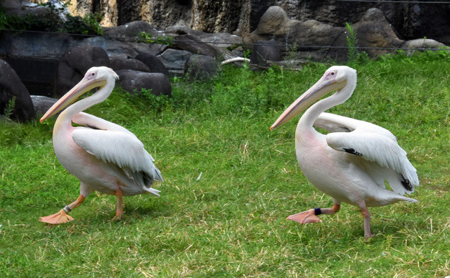 Розовые пеликаны Вуди (слева) и Купер в зоопарке префектуры Эхиме. Фото: &copy; Asahi