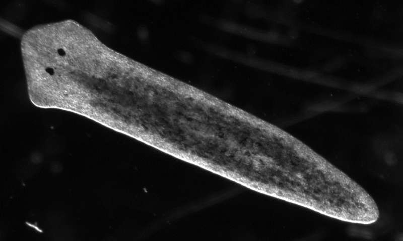 Плоский червь вида&nbsp;Dugesia japonica. Фото: &copy;&nbsp;UC San Diego