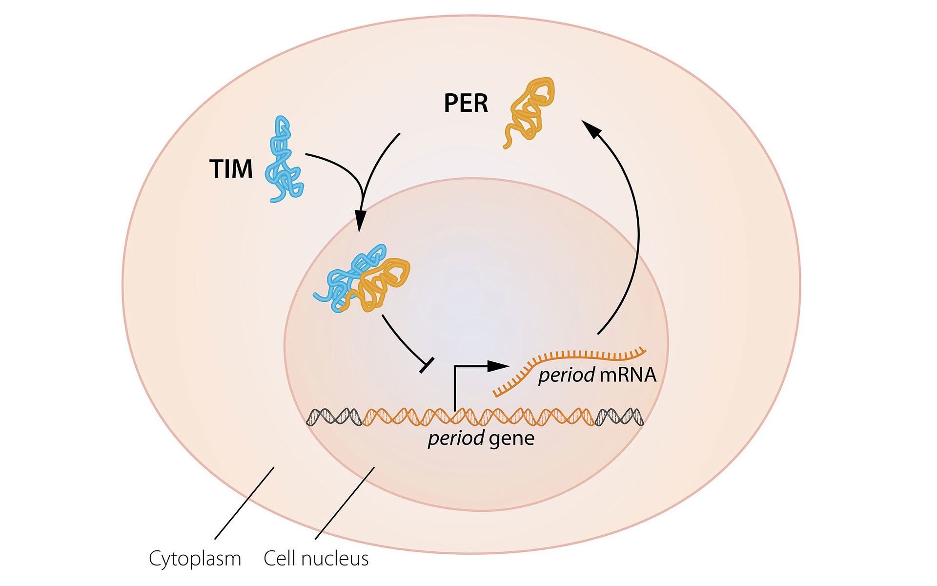 Белки PER и TIM соединяются, входят в ядро клетки и там тормозят считывание собственных генов. Фото: © The Nobel Committee for Physiology or Medicine