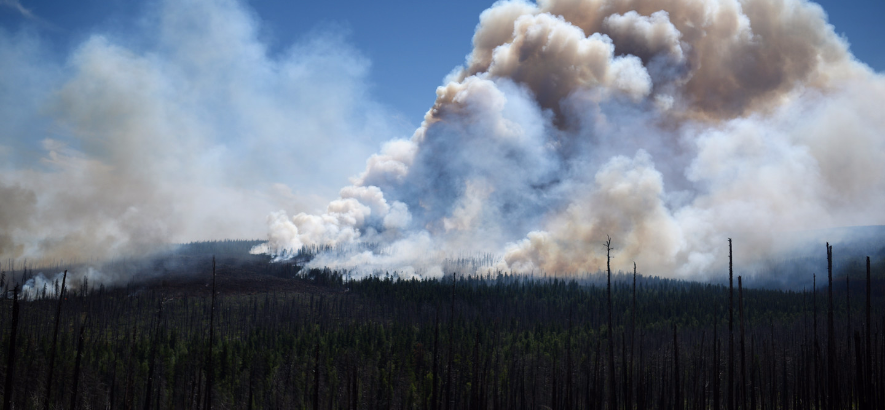 Лесной пожар. Фото &copy; РИА Новости/Валерий Мельников