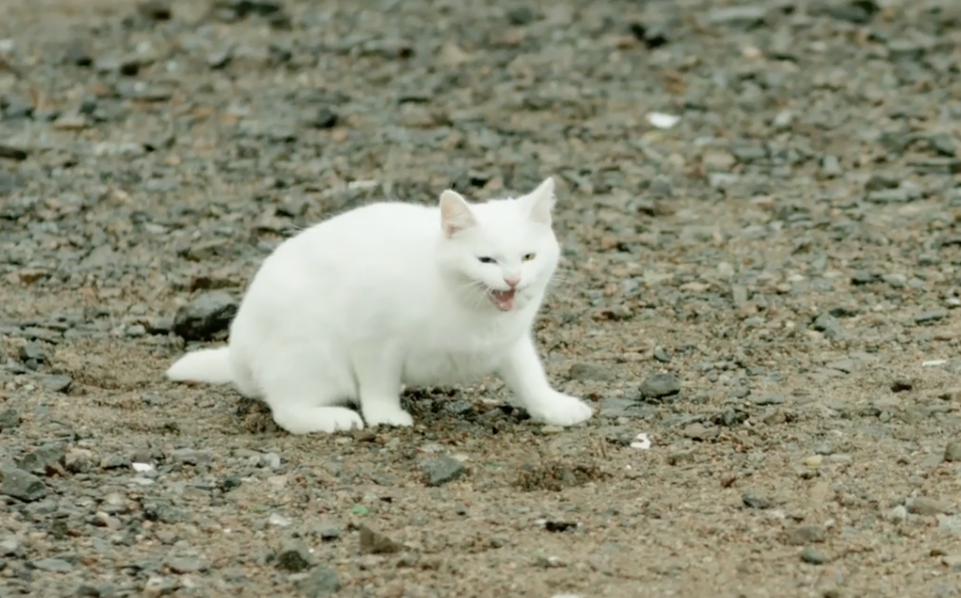 Кот из клипа. Фото: кадр YouTube