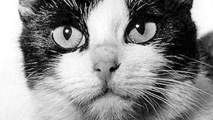 Кошка Фелисетт. Фото: © Kickstarter