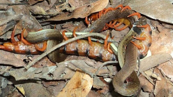<p>Фото: &copy;&nbsp;<a href="http://www.sciencealert.com/giant-centipede-eats-whole-snake-while-it-was-laying-eggs" target="_blank">sciencealert.com</a></p>