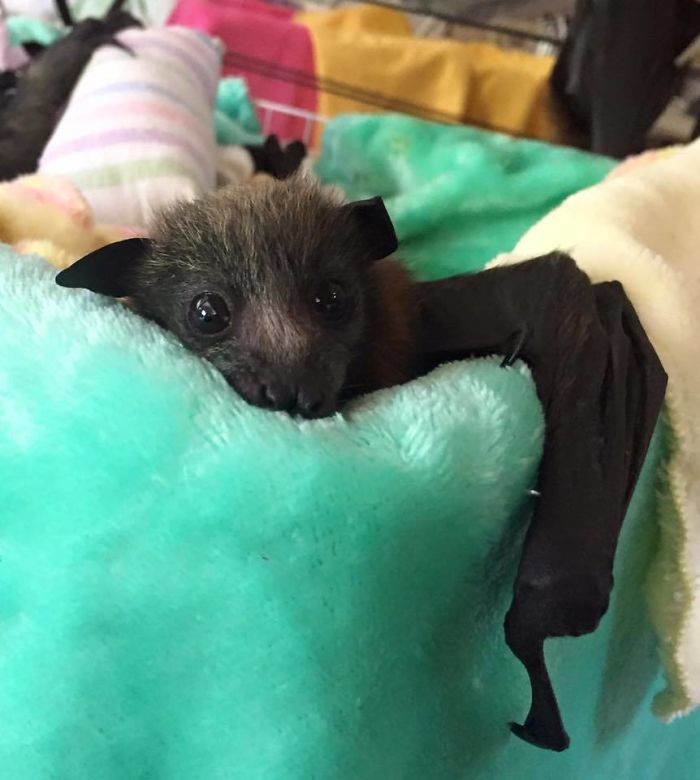 Australian Bat Clinic & Wildlife Trauma Centre