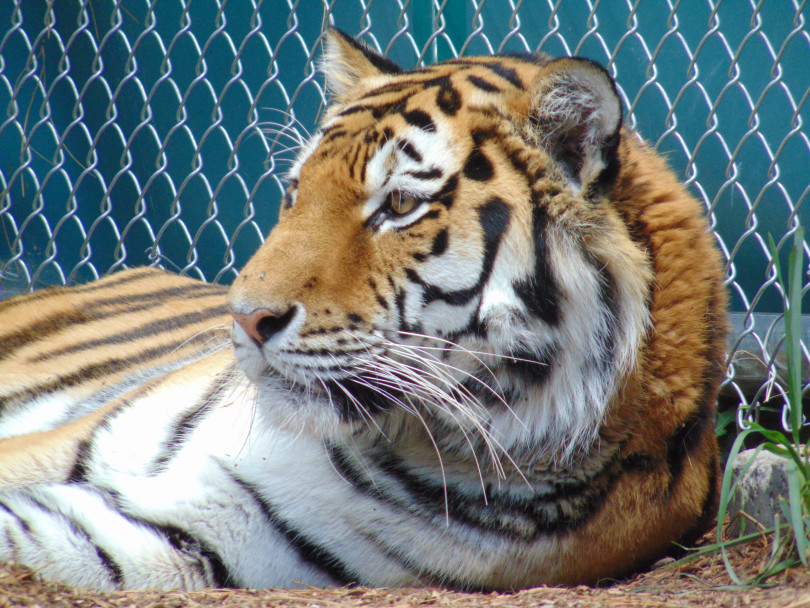 Тигр Мартин. Фото: &copy; Denver Zoo