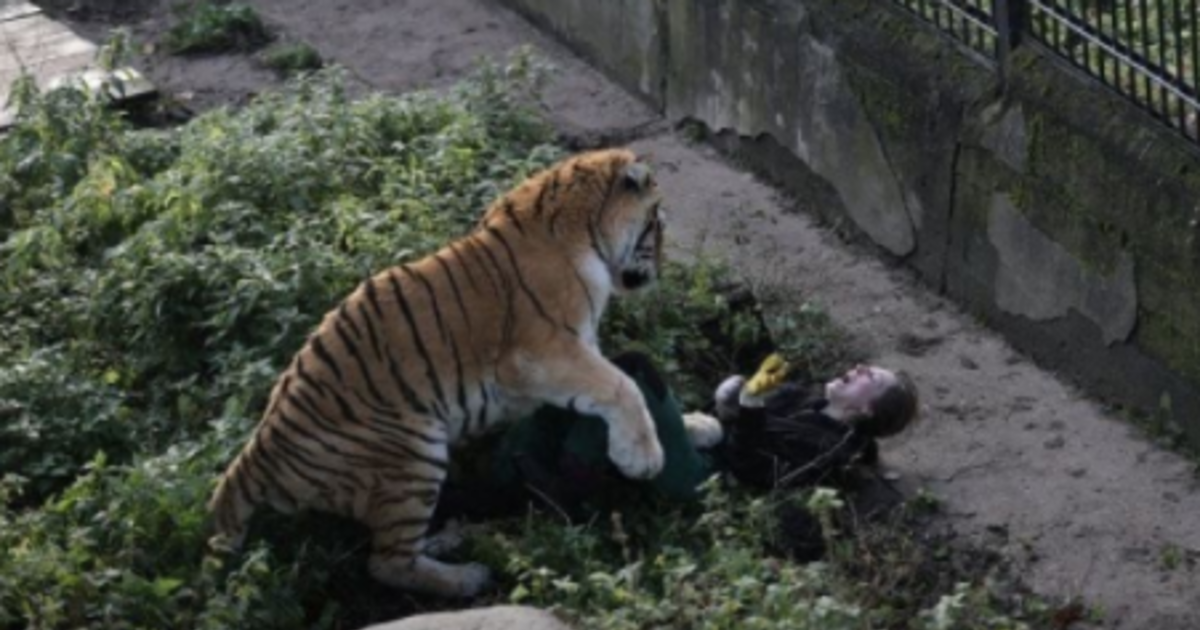 Про животных нападение. Амурский тигр в зоопарке. Нападения тигров на людей.