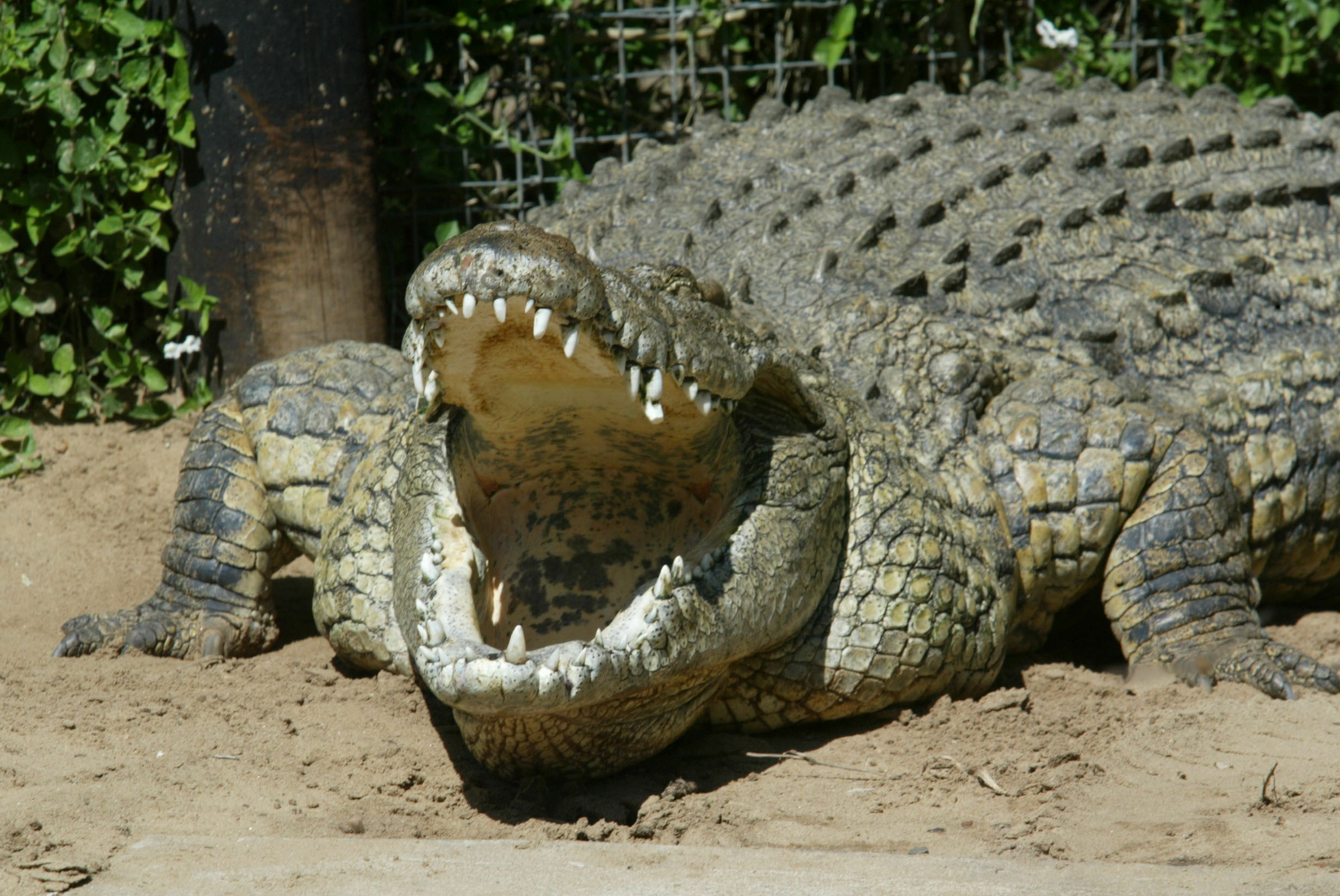 Крокодил. Фото: &copy; REUTERS