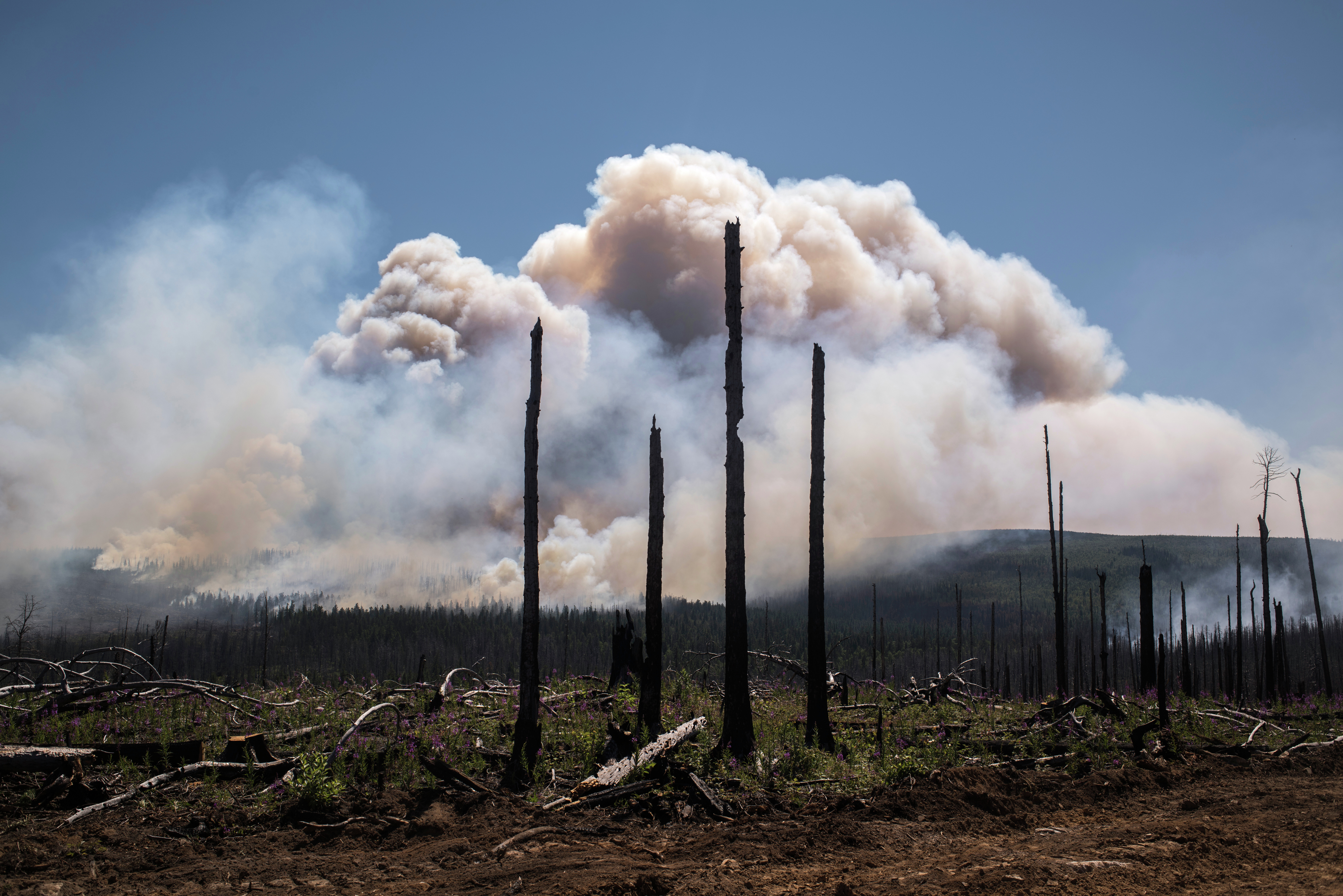 Последствия лесных пожаров. Фото: &copy; РИА Новости/Валерий Мельников