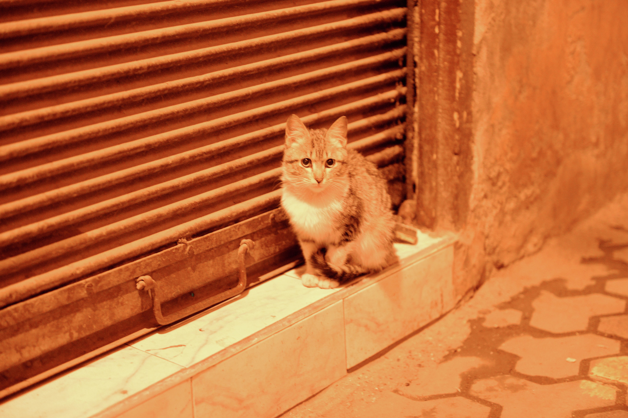 Бездомная кошка. Фото: &copy; РИА Новости/Наталья Селиверстова