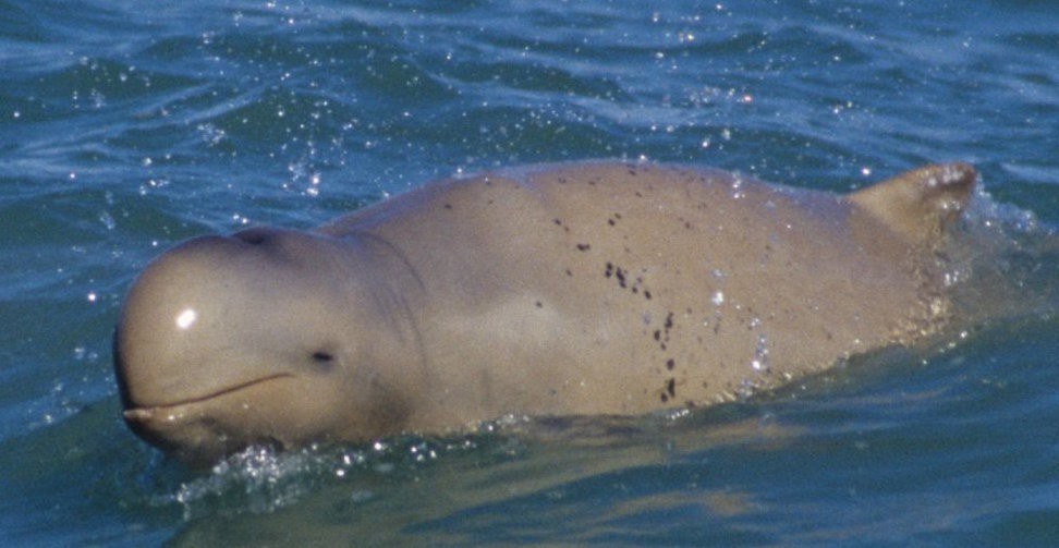 Австралийский курносый дельфин. Фото: &copy;&nbsp;au.whales.org