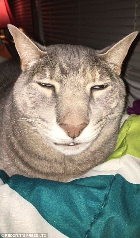 Страшный кот