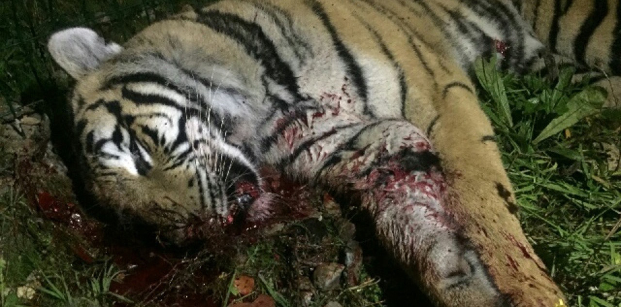 Убитый тигр. Фото: &copy; Le Parisien/Julie Durand