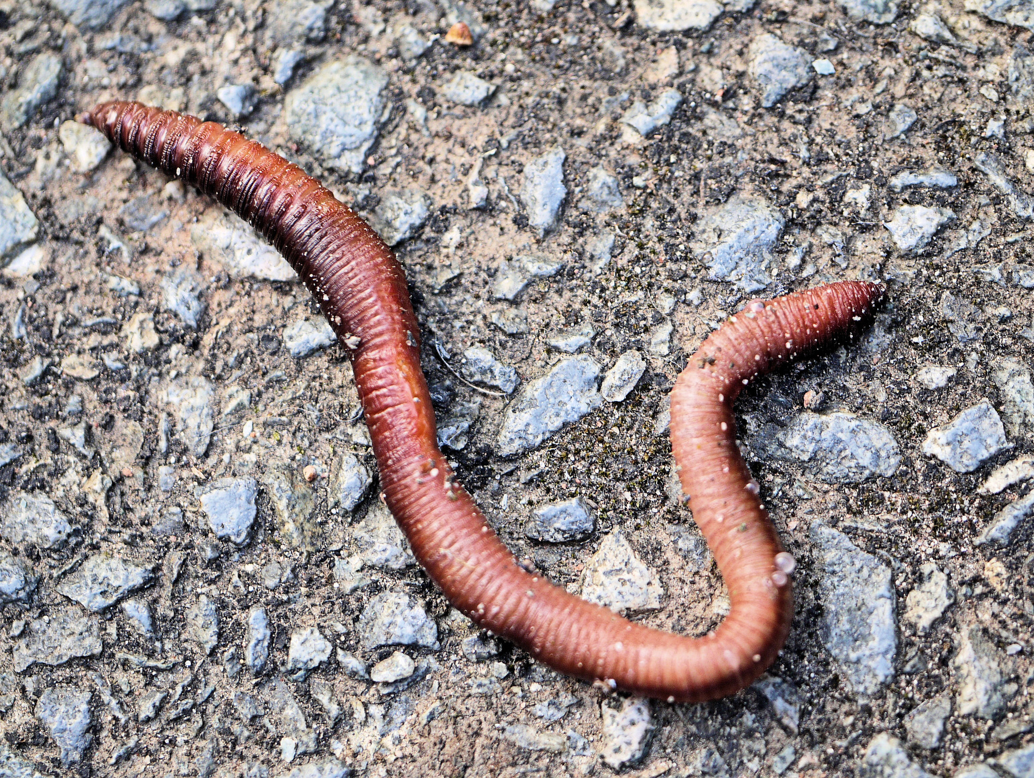 Черви это. Малощетинковые дождевой червь. Малощетинковые черви (дождевой червь). Земляные черви кольчатые червь. Кольчатые черви дождевой червь.