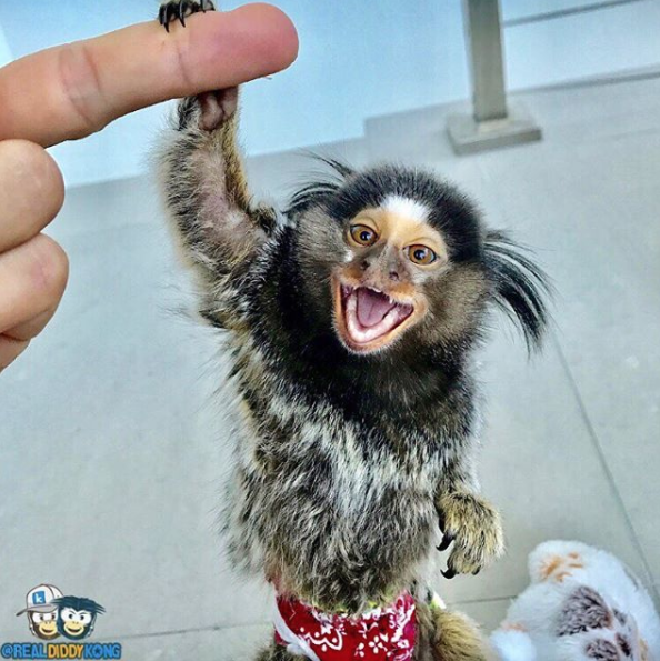 Фото © Instagram/realdiddykong