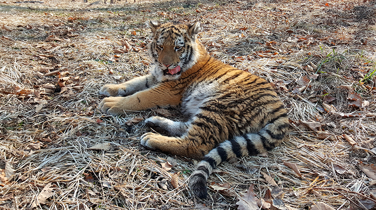 Фото: safaripark25.ru/Антон Федосеев