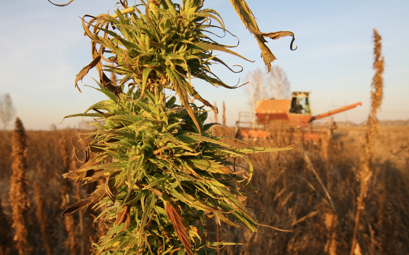 Наказания за выращивание конопли в россии как можно назвать марихуану