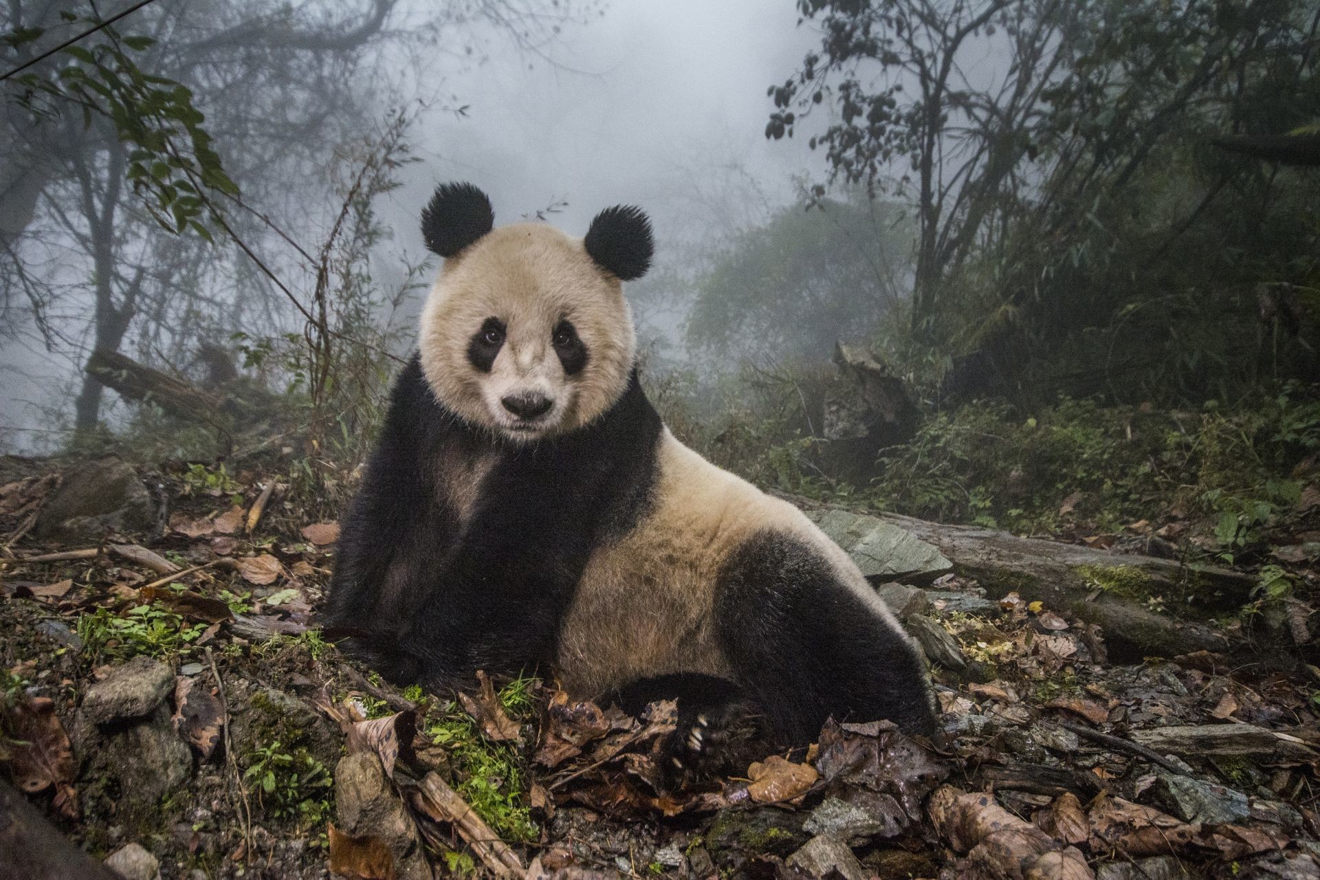 Фото © Ami Vitale/"Pandas Gone Wild"