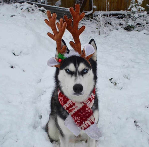 Фото © Instagram/ huskyanuko