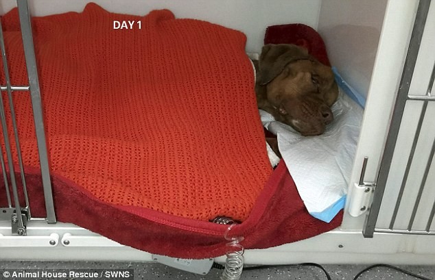 В первый день в ветеринарной клинике собака весь день лежала под одеялом, её кормили через капельницу.