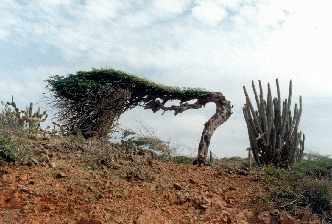 Типичный пейзаж Арубы и символ острова — дерево диви-диви. Фото: © Wikimedia Commons
