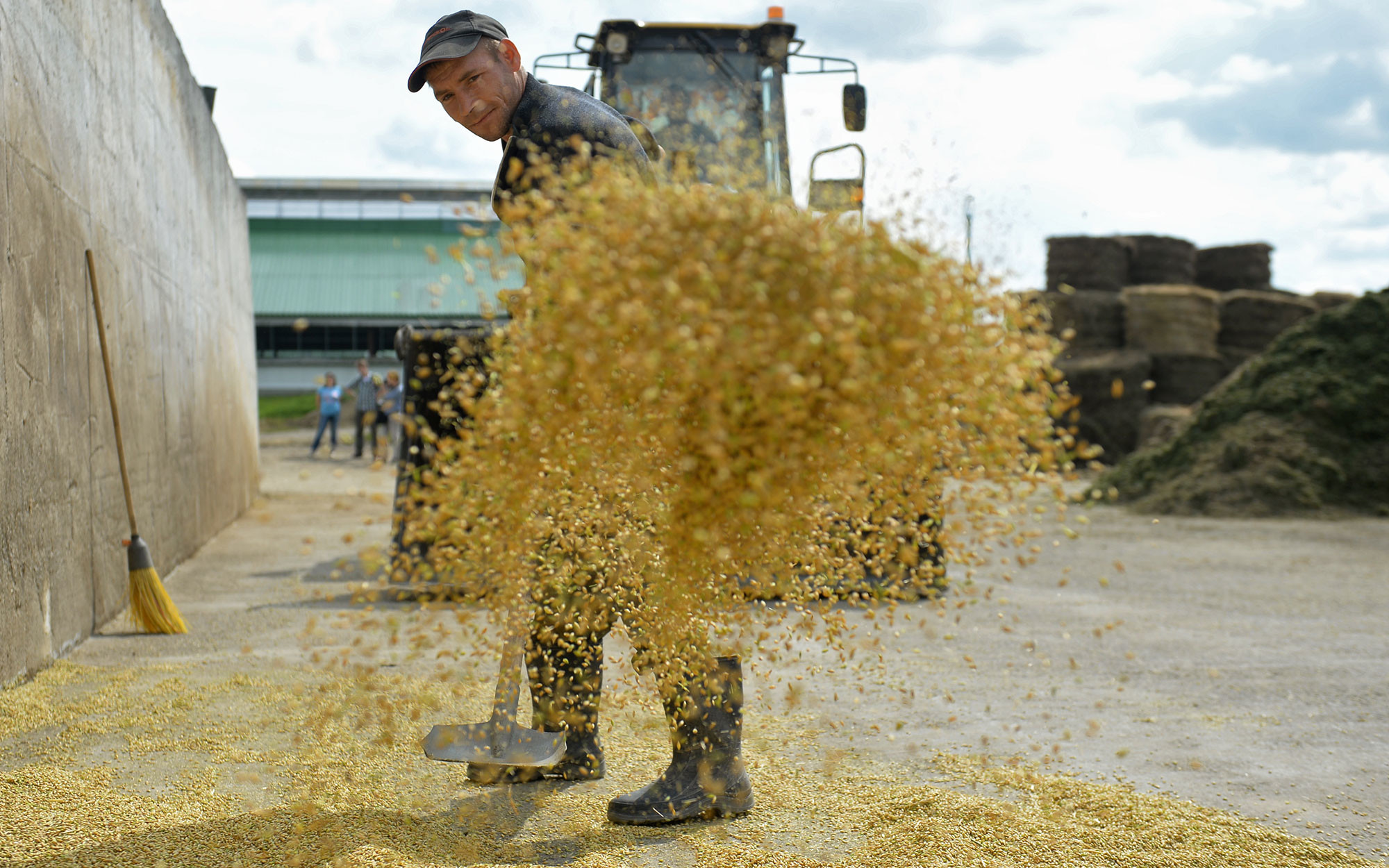 Плющение зерна во время уборки урожая зерновых культур в Белоярском районе Свердловской области. Фото: ©РИА Новости / Павел Лисицын