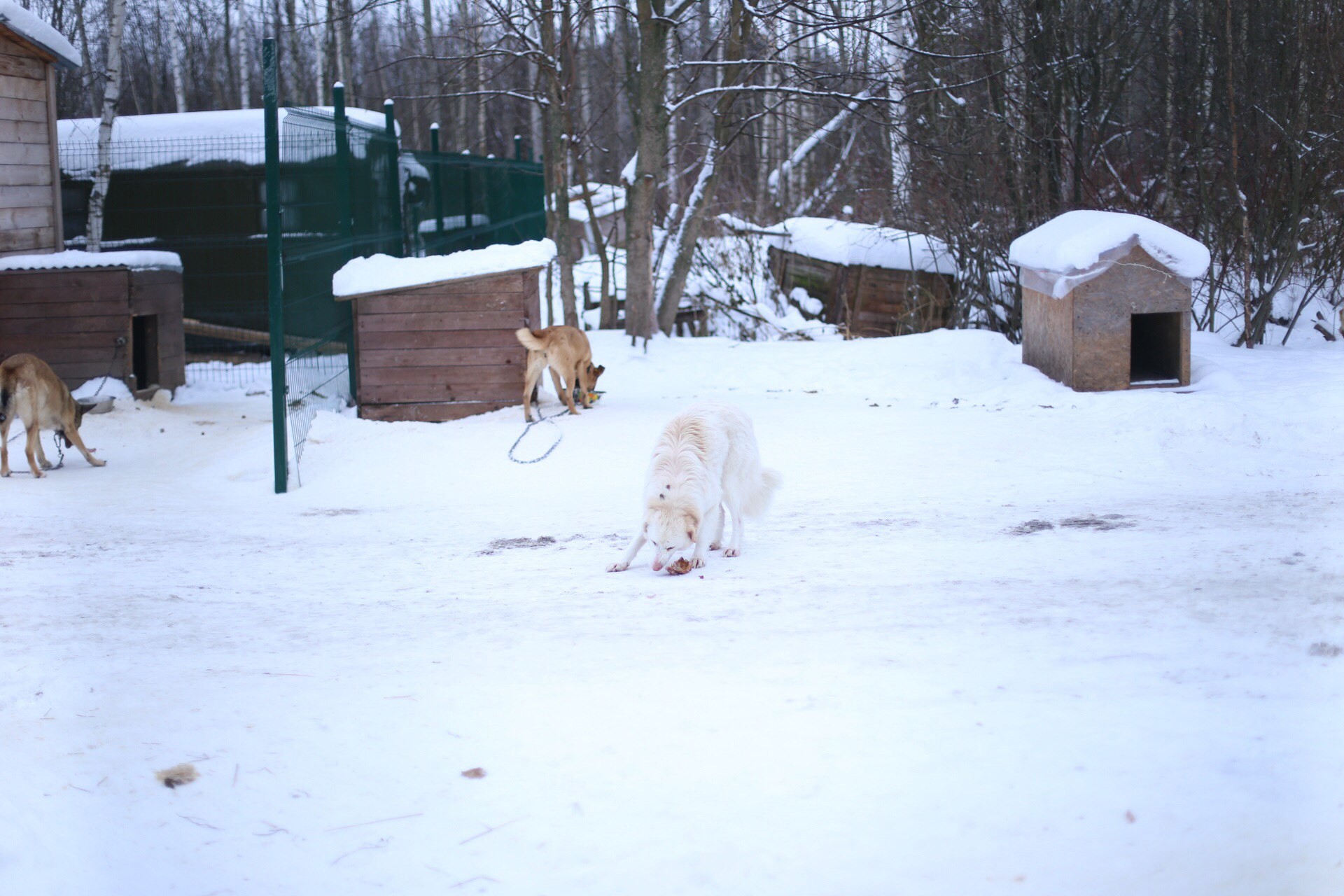 Фото © VK/Ногинский приют для собак. Официальная страница