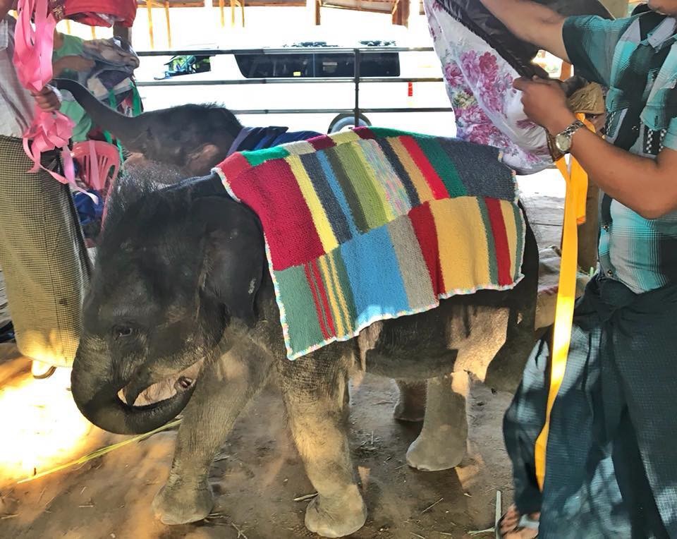 Фото © Facebook/Save Elephant Foundation — Myanmar