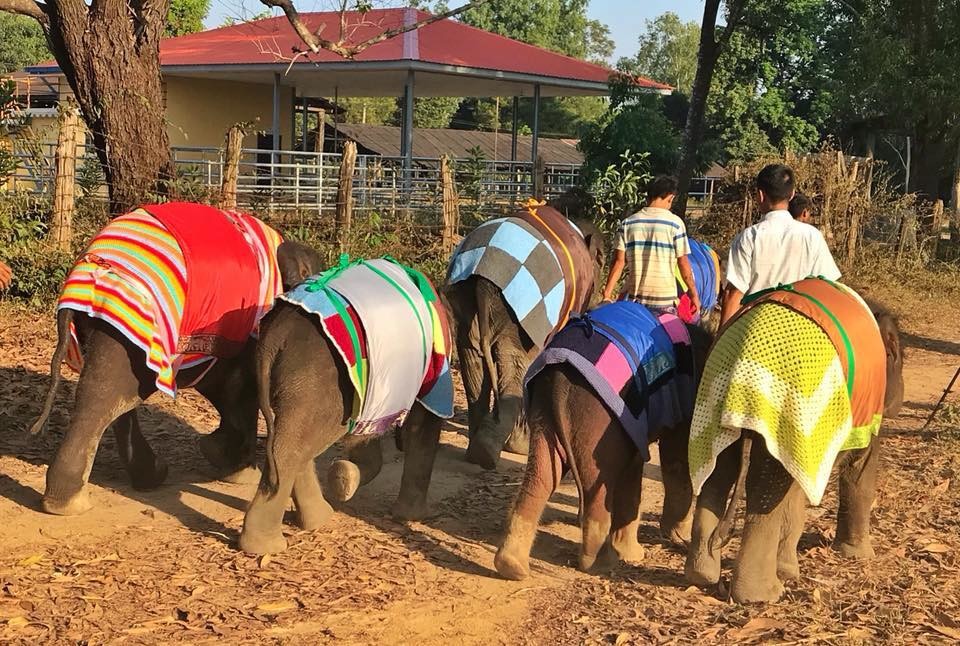 Фото © Facebook/Save Elephant Foundation — Myanmar