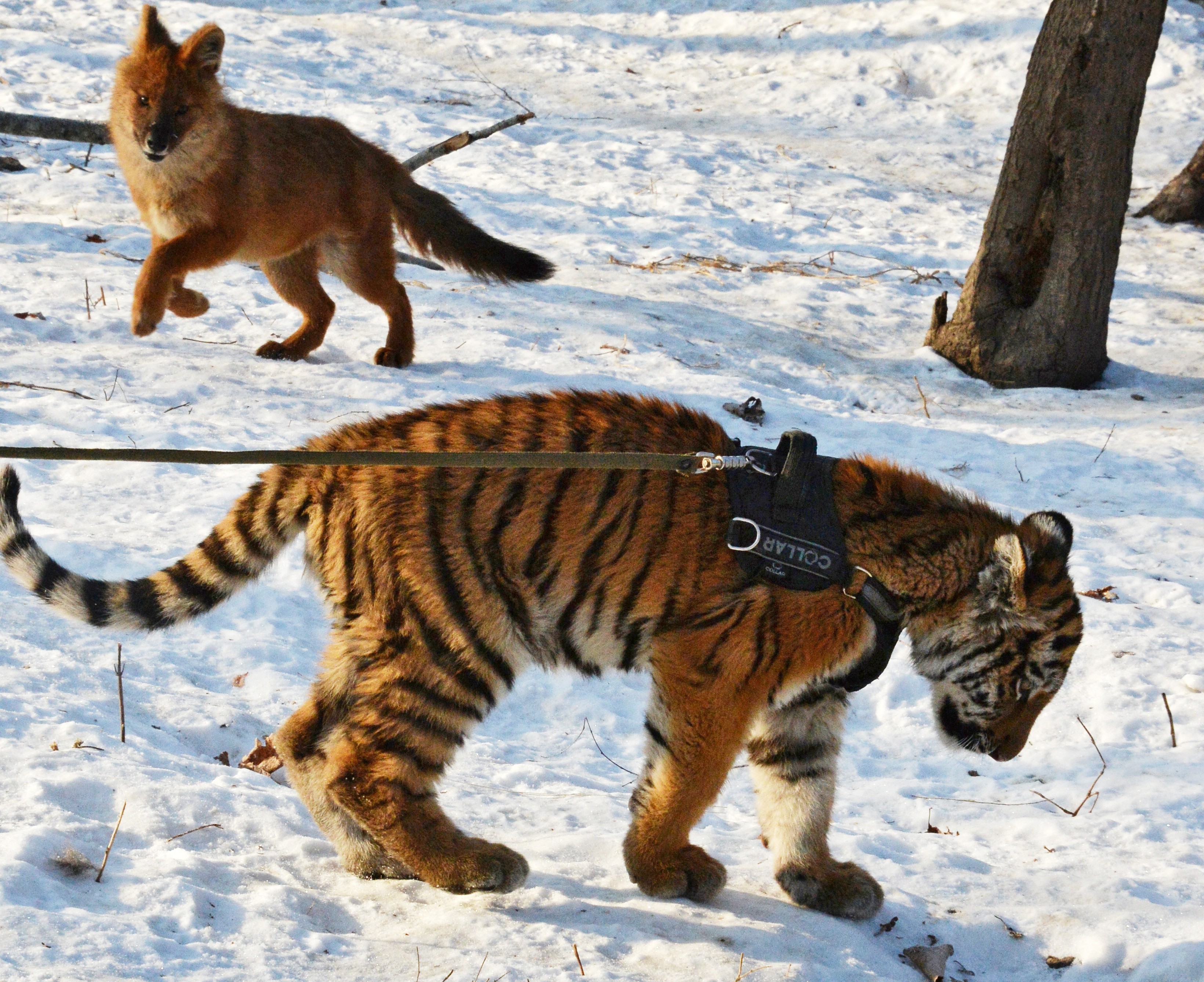 Амурский тигрёнок и красный волчонок. Фото: &copy; РИА Новости/Виталий Аньков