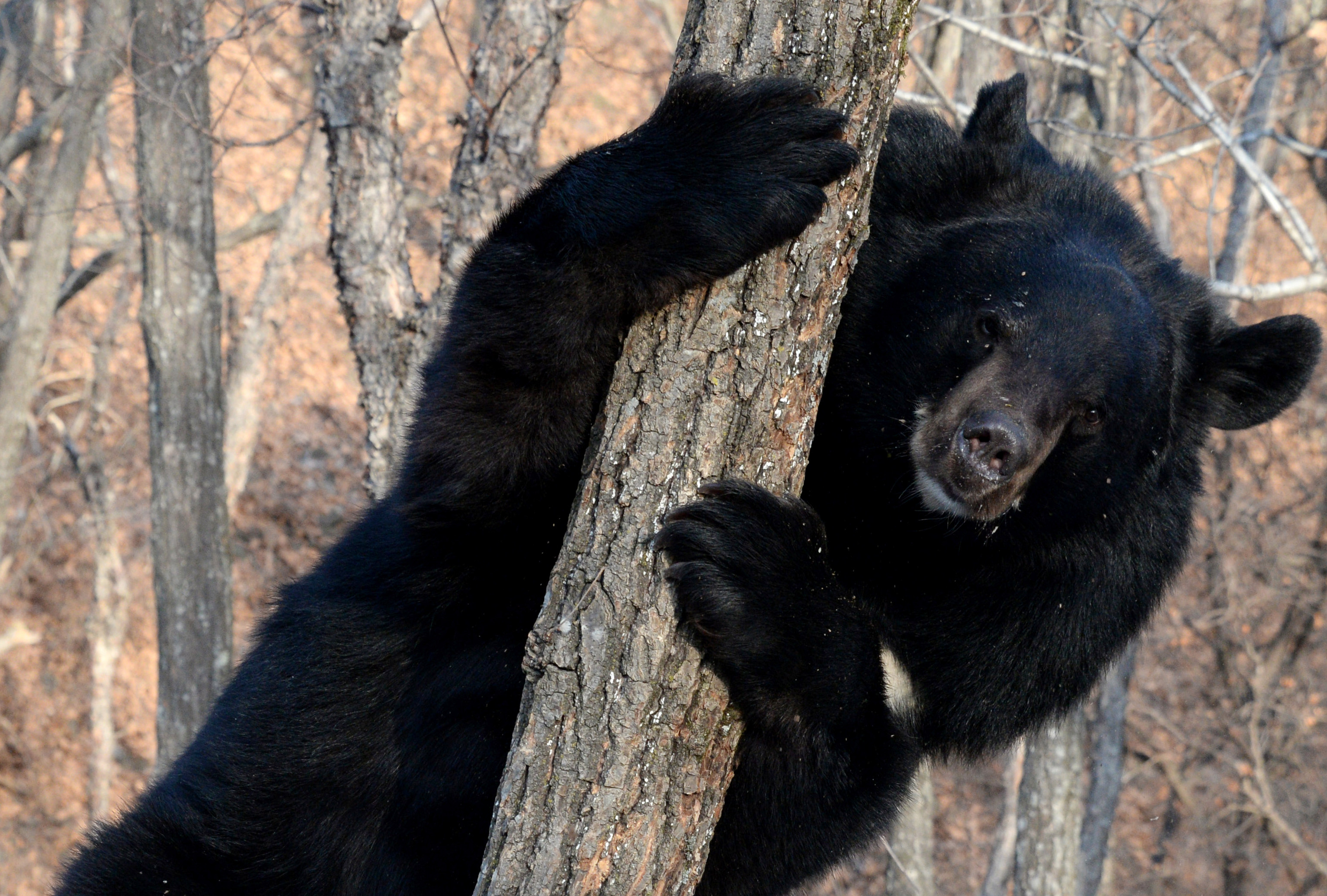 Медведь. Фото: &copy; РИА Новости/Виталий Аньков