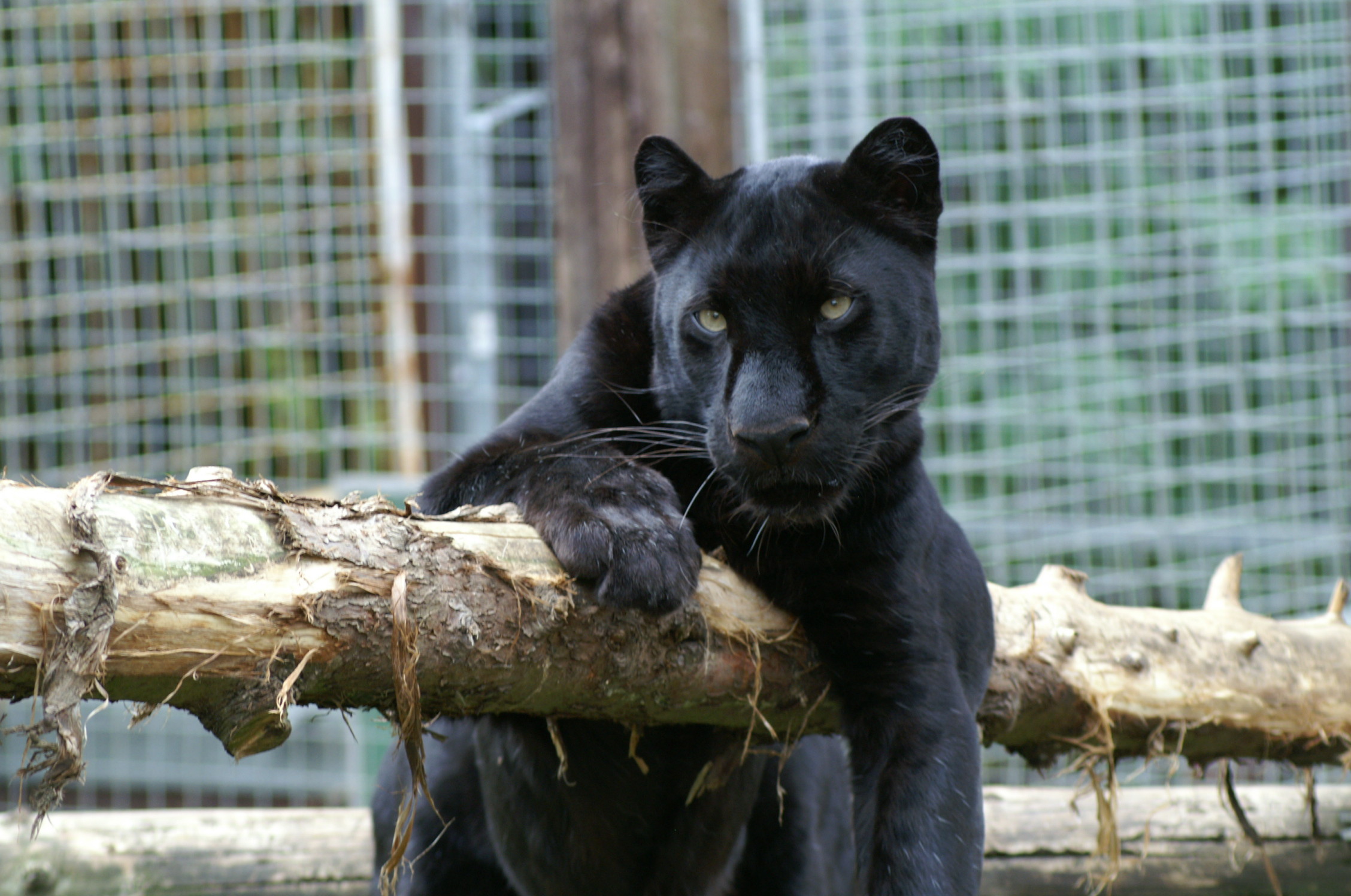 Черная пантера. Фото: &copy; Flickr/Tim Ellis