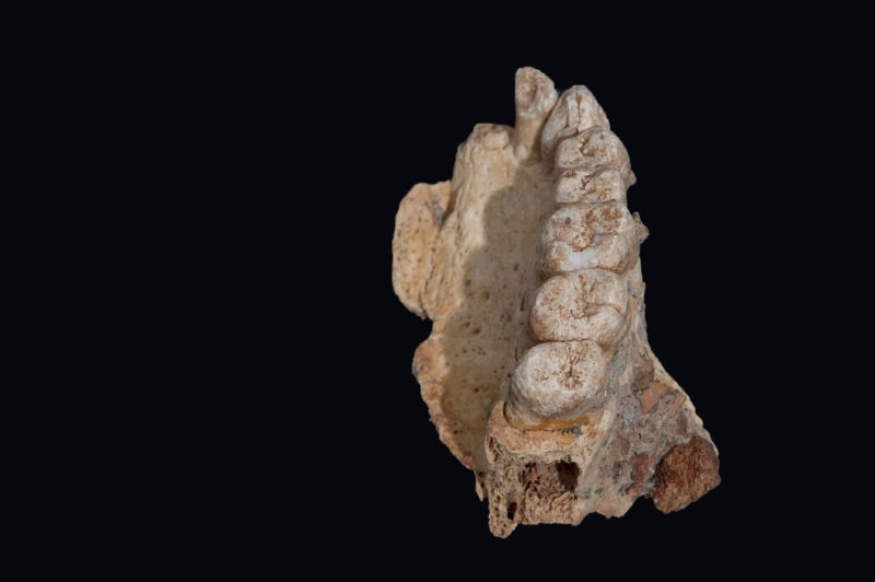 Останки, найденные на израильской горе Кармель, явно относятся к нашему виду, но при этом необычайно древние. Фото © Rolf Quam/Binghamton University