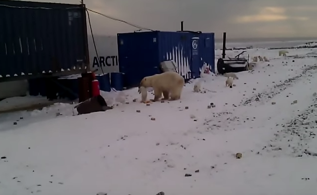 Кадр видео "Полярный медведь лакомится песцами в Сабетте" © YouTube/Sergey Zubanov