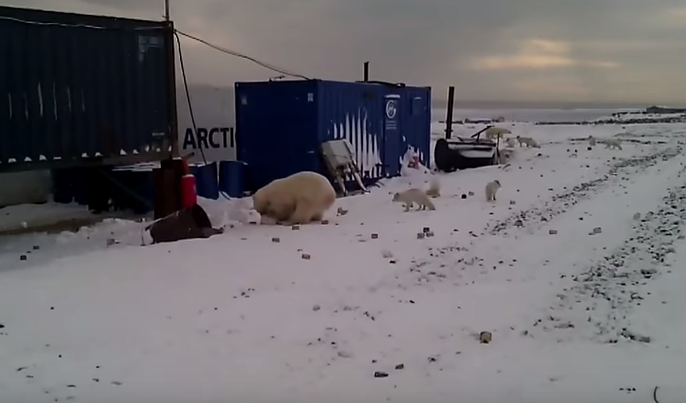 Кадр видео "Полярный медведь лакомится песцами в Сабетте" © YouTube/Sergey Zubanov
