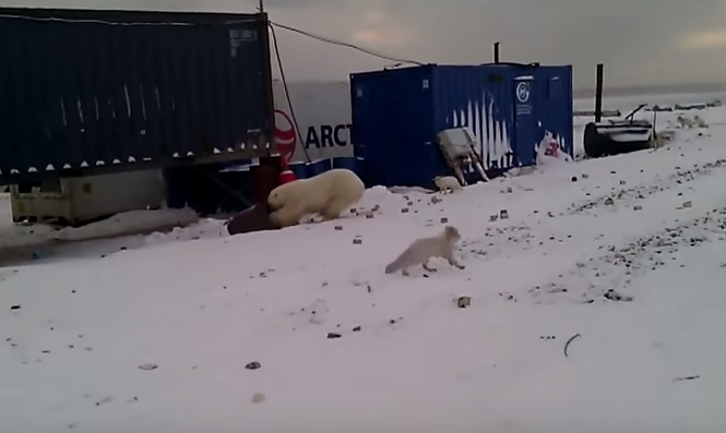 Кадр видео "Полярный медведь лакомится песцами в Сабетте" &copy; YouTube/Sergey Zubanov