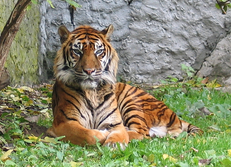 Суматранский тигр. Фото: &copy; Википедия