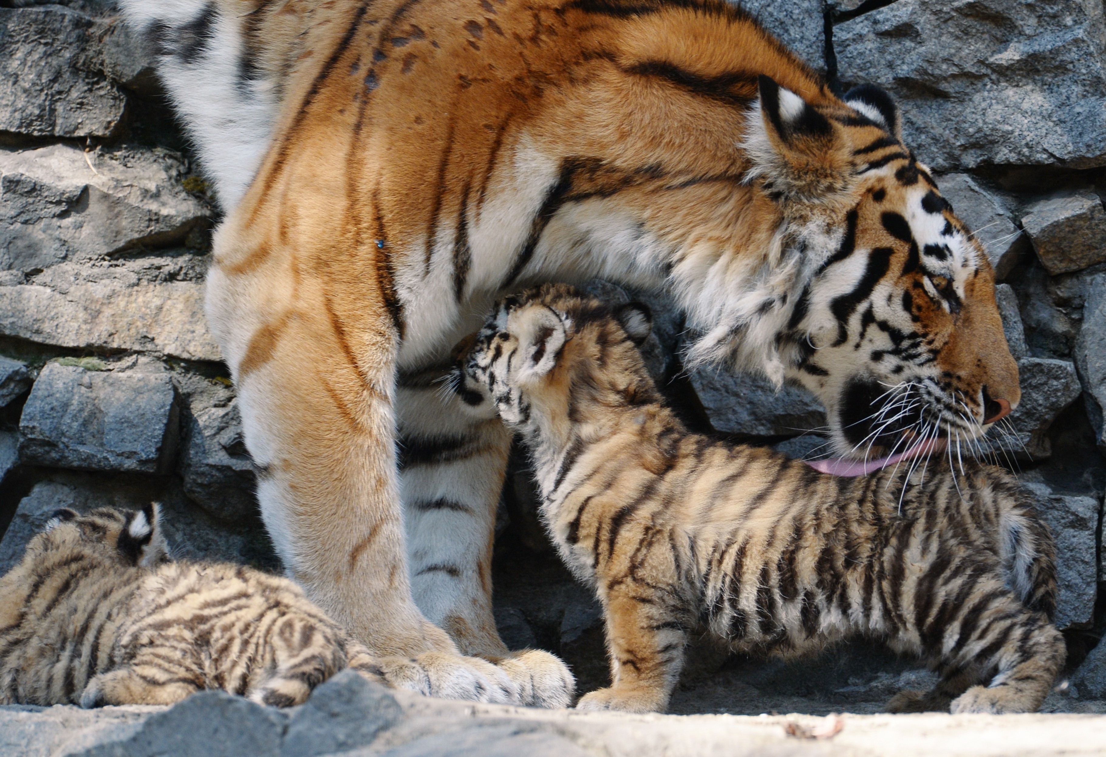 <p>Амурская тигрица с тигрятами. Фото: &copy; РИА Новости/Александр Кряжев</p>
