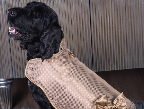 Золотую куртку для собак, которая выдерживает удар ножом, продают за 80 млн