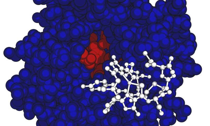 Структура метанобактина (в белом) и структура белка MbnB показана красным и синим. Авторы: Лаборатория Эми Розенцвейг, Северо-западный университет.&nbsp;Фото: &copy; phys.org
