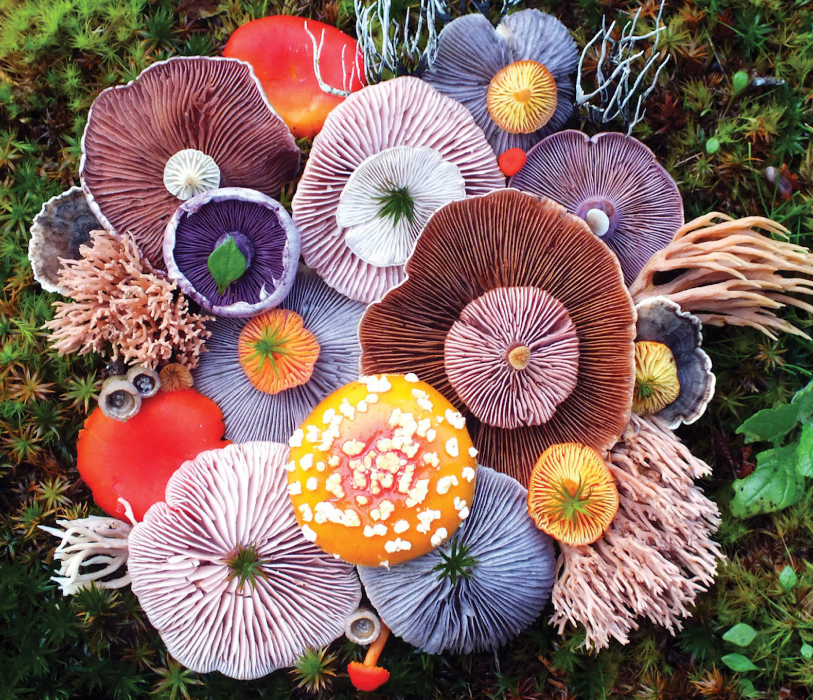 Экзотические грибы. Грибы экзоты. Необыкновенные грибы. Разноцветные грибы. Необычные растения.